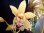 cymbidium.jpg