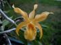 dendrobium.jpg