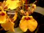oncidium.jpg