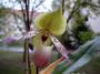 paphiopedilum1.jpg