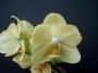 phalaenopsis2.jpg
