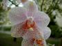 phalaenopsis4.jpg
