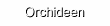 Orchideen