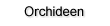 Orchideen